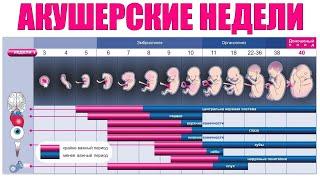 АКУШЕРСКИЕ НЕДЕЛИ БЕРЕМЕННОСТИ | Что такое акушерские недели беременности и зачем они нужны