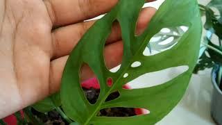 plants care #26 | Monstera Adansonii care tips for better growth. | biosphereflora.