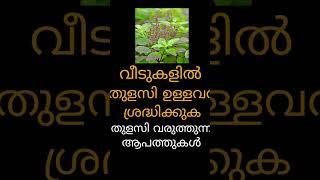 വീട്ടിൽ തുളസി ഉള്ളവർ ശ്രദ്ധിക്കുക #malayalamastrology #astrology #jyothisham #shorts #tulasi #vastu