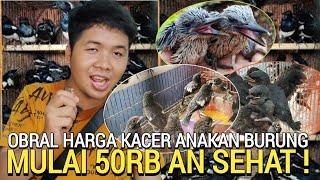 SAMPAI HABIS ! KACER DAN ANAKAN BURUNG MURAH 50RB SEHAT DI KIOS SIGIT PASAR BURUNG PRAMUKA