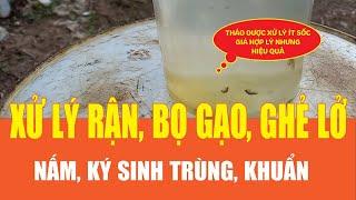 Xử lý RẬN, BỌ GẠO, GHẺ LỞ, NẤM, KÝ SINH TRÙNG, KHUẨN bằng THẢO DƯỢC giá hợp lý, hiệu quả cao