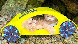 Incredible Rescues Kittens   Crying Kitten Was Stuck In A Car, Inspiring Story!