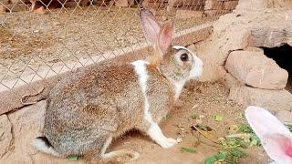 Rabbits vedio | Khargosh ki vedio | Rabbit vs dog | Saah ki vedio