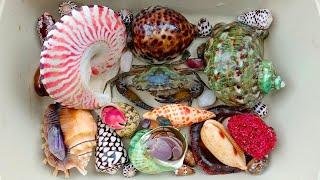 Find clams, snails, hermit crabs, crabs, sea fish, puffer fish, octopus, sea hermit crabs