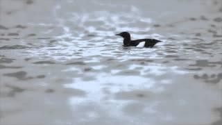 Birds of Norway - Black Guillemot