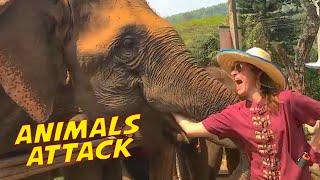 Funny Animals ATTACK Caught on Camera! Animals Encounter || PETASTIC 