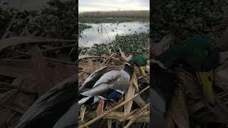 duck hunting .