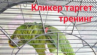 КАК ЗАГНАТЬ ПОПУГАЯ В КЛЕТКУ ДОБРОВОЛЬНО. Кликер таргет тренинг. Инструкция к попугаю.