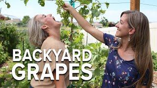 Beginner Grapes in Utah with Let's Go Hobby | Modern Gardener