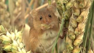 Harvest Mice