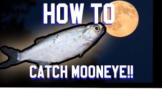 How to catch MOONEYE!! One of the best CATFISH baits!!!!