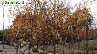 Плодовые крупномеры - видео-обзор от Greensad