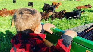 Goats & pigs in the pasture together! Plus moving the cattle into thick cover crops