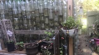 Pros and Cons of the Plastic Bottle Greenhouse