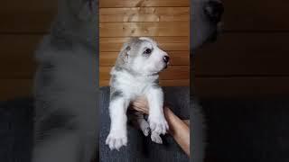 Малыш-Гигант Один в 3 недели#собака #alabai #сао #dog #щенки #puppy