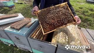 Подготовка пчел к акации. Часть  3.                  Ранневесение развитие пчелы.