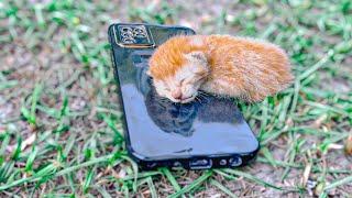 He falls asleep on a phone dreaming his Mama Cat will hear his soft ‘Hello, Mommy’.