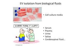 Extracellular Vesicles as Diagnostic and Therapeutic Tools for Cancer