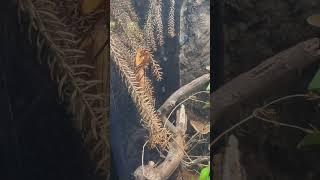 Camouflage Praying Mantis at the San Diego Zoo