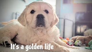 Day in the life of a litter of 6-week-old Golden retriever puppies (C&C litter)