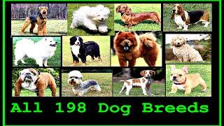 All Dog Breeds In The World (A to Z)