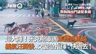 超大陣！米克斯軍團集體過馬路  義氣汪殿後..交警急指揮：快過去！