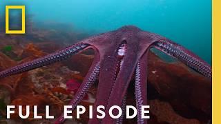 Masterminds: Secrets of the Octopus (Full Episode) | National Geographic