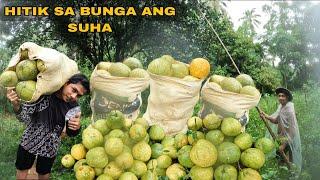 PAMIMITAS NG SUHA O POMELO MAY UMORDER SATIN