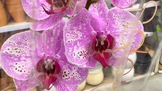 новый завоз орхидей / ОБЗОР / горшки ОБАЛДЕННЫЕ а орхидеи...