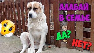 Стоит ли заводить алабая ???