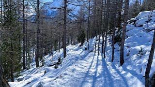 Snow Walk in the Forest in Saas-Fee, Switzerland | 4K HDR