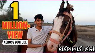 Kathiyawadi horse || harsh pan || horse information  || horse video  || કાઠિયાવાડી ઘોડી રૂપલ