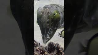 The amazing cuttlefish #cuttlefish #sepia #hunter #coralreef #wildlife #australia #dcdocumentaries