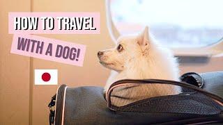 How to Travel With Your Dog in Japan | ワンちゃんと一緒に旅行へ行こう！