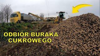 NIE CHCIELI ŁADOWAĆ BURAKÓW! |AgroLovers