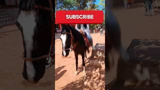 Horse Riding ki First time with Husband  #shorts #shortsfeed #ytshorts #youtube #trending #viral