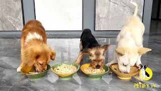 Puppies Food Secrets EPOSED in 2024 - Puppies Food Review - Petify TV Dog Series 50