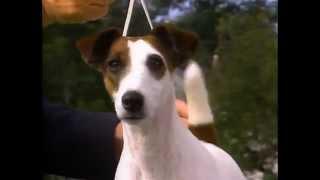 Smooth Fox Terrier - AKC Dog Breed Series