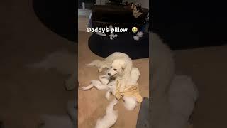 "Luna vs Daddy's Pillow: Who Will Win?"#short #pyrenees  #maremmasheepdog #doglover#ピレニーズ