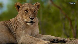 Lovely Lioness - SafariLIVE Sunset - 09 January 2025