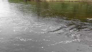 Large Atlantic Salmon. Dry Fly. Newfoundland and Labrador.