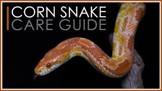 Complete Corn Snake Care Guide | 2018 Edition