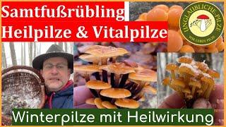 Heil & Vitalpilze - der Samtfussrübling! Was ist dran? Was ist belegt? Dezember 2022