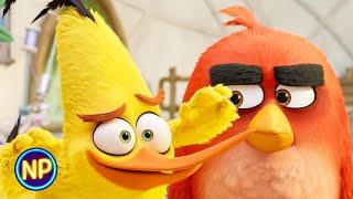 Getting the Team Back Together | The Angry Birds Movie 2