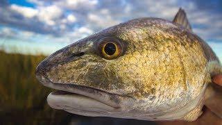 The Best Lures For Catching Redfish [Surprise Answer]