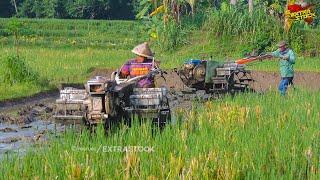 Joki Senior Kalem, Joki Muda Full Speed! 2 Traktor Sawah Bekerja Bareng