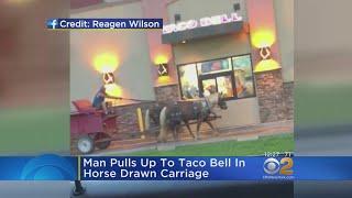 Man Pulls Up To Taco Bell In Horse-Drawn Carriage