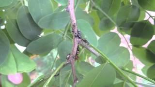 Capital Naturalist: Ferruginous Carpenter Ants Tending Ant Cows