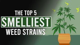 The 5 SMELLIEST CANNABIS Strains in the World!