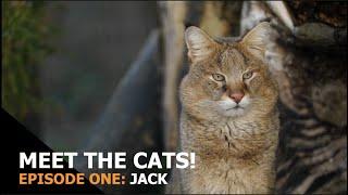 Meet the Cats: Episode 1 - Jack (Jungle Cat)